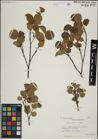 Foto von Salix herbacea L. x Salix lanata L.